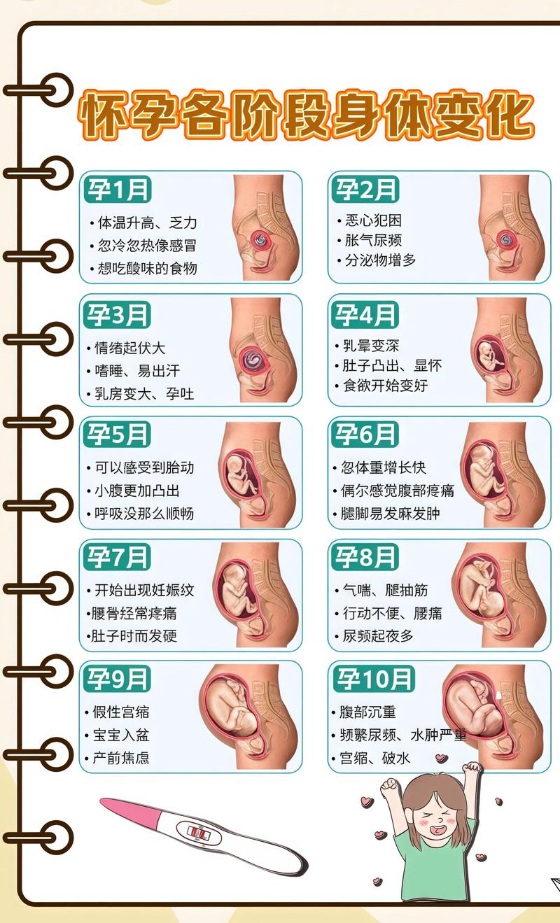 揭秘供卵代孕妈妈怀孕小腹分两节，孕期变化的奥秘铜梁代生机构: